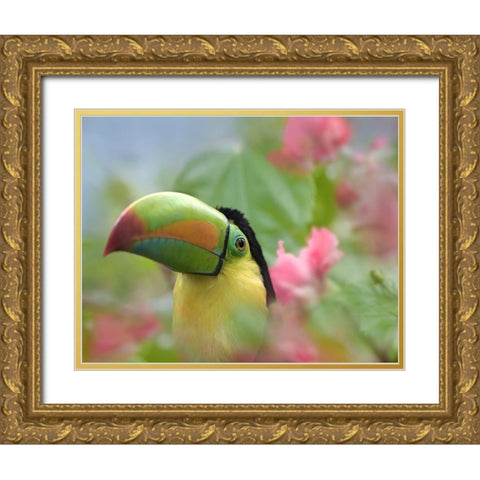 Keel-billed Toucan II Gold Ornate Wood Framed Art Print with Double Matting by Fitzharris, Tim