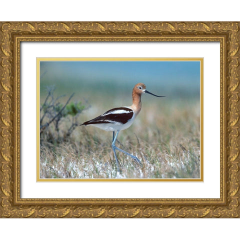American Avocet Gold Ornate Wood Framed Art Print with Double Matting by Fitzharris, Tim