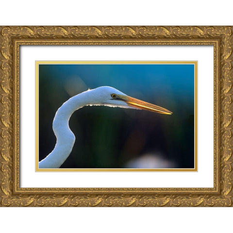 Great Egret Gold Ornate Wood Framed Art Print with Double Matting by Fitzharris, Tim