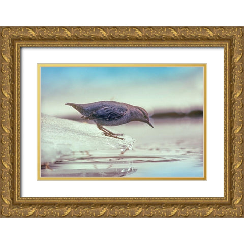 American Dipper Standing on Ice Gold Ornate Wood Framed Art Print with Double Matting by Fitzharris, Tim