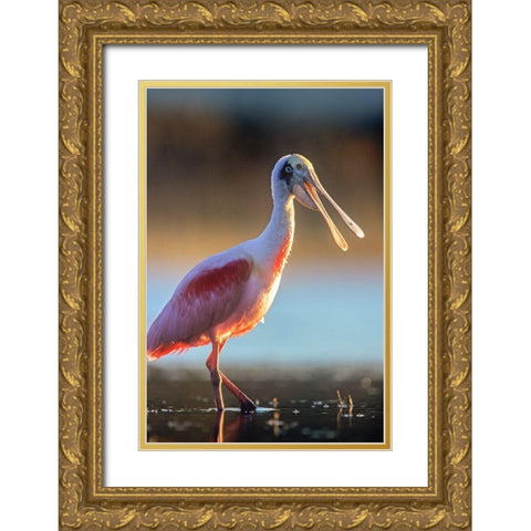 Roseate Spoonbill Gold Ornate Wood Framed Art Print with Double Matting by Fitzharris, Tim