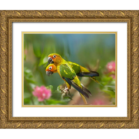 Conure Parrots Gold Ornate Wood Framed Art Print with Double Matting by Fitzharris, Tim