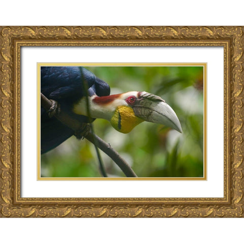 Wreathed Hornbill Malaysia I Gold Ornate Wood Framed Art Print with Double Matting by Fitzharris, Tim
