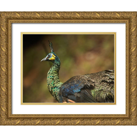 Peacock V Gold Ornate Wood Framed Art Print with Double Matting by Fitzharris, Tim