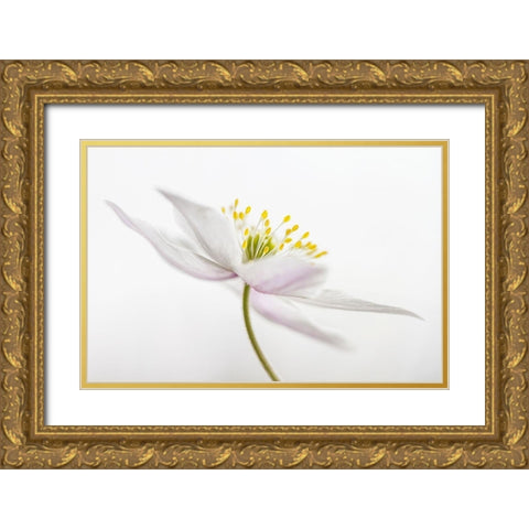 Nemorosa Gold Ornate Wood Framed Art Print with Double Matting by Disher, Mandy