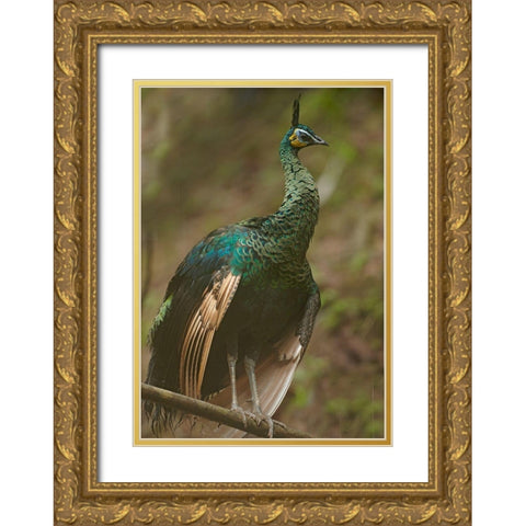 Peacock VIII Gold Ornate Wood Framed Art Print with Double Matting by Fitzharris, Tim