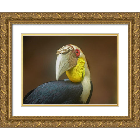 Wreathed Hornbill Malaysia II Gold Ornate Wood Framed Art Print with Double Matting by Fitzharris, Tim