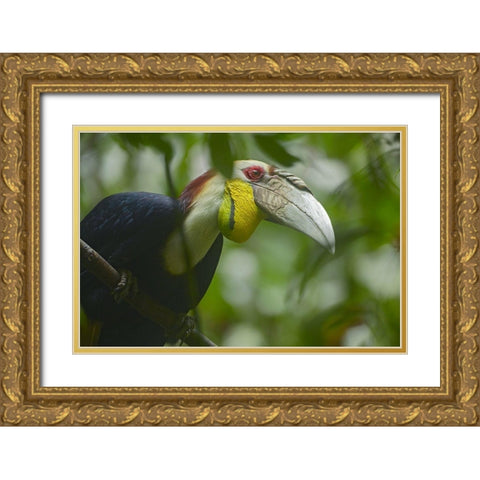 Wreathed Hornbill Malaysia III Gold Ornate Wood Framed Art Print with Double Matting by Fitzharris, Tim