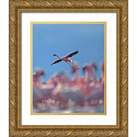 Lesser Flamingo Gold Ornate Wood Framed Art Print with Double Matting by Fitzharris, Tim