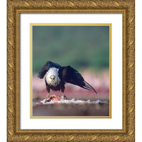 Fish Eagle Gold Ornate Wood Framed Art Print with Double Matting by Fitzharris, Tim