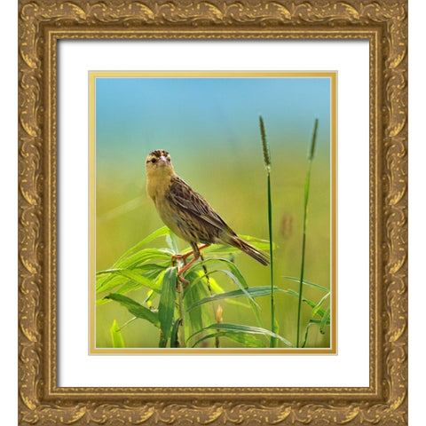 Bobolink Female in Summer Meadow I Gold Ornate Wood Framed Art Print with Double Matting by Fitzharris, Tim