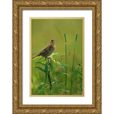 Bobolink Female in Summer Meadow II Gold Ornate Wood Framed Art Print with Double Matting by Fitzharris, Tim