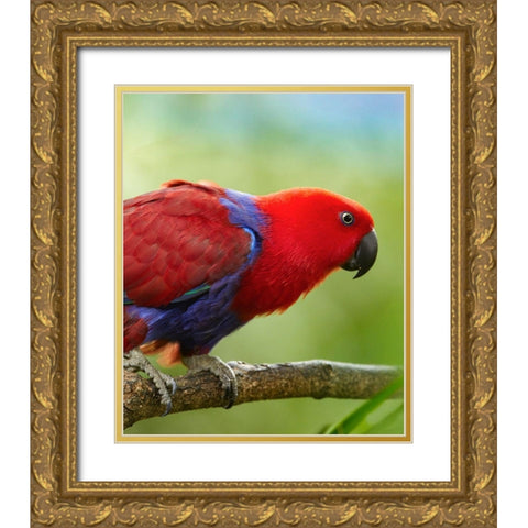 Eclectus Parrot Female Gold Ornate Wood Framed Art Print with Double Matting by Fitzharris, Tim