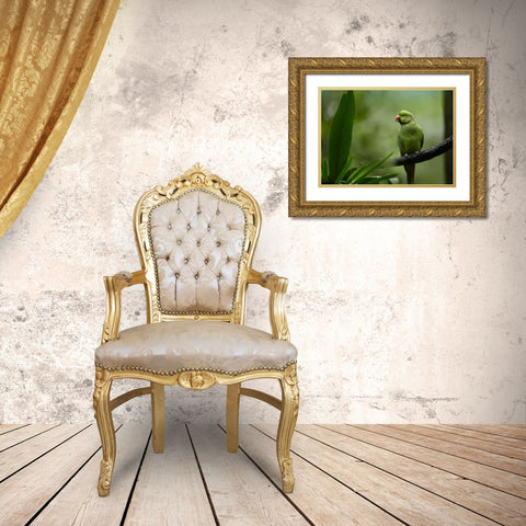 Indian Rose-ringed Parakeet I Gold Ornate Wood Framed Art Print with Double Matting by Fitzharris, Tim