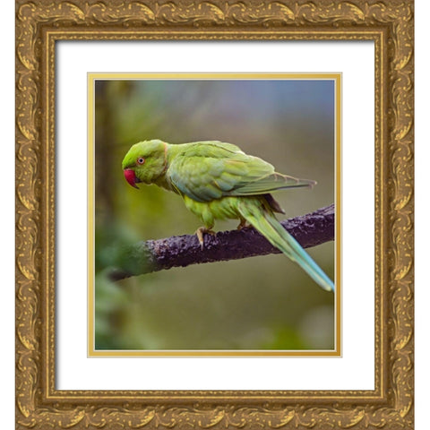 Indian Rose-ringed Parakeet II Gold Ornate Wood Framed Art Print with Double Matting by Fitzharris, Tim