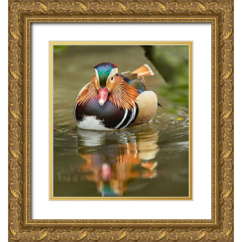 Mandarin Duck Male III Gold Ornate Wood Framed Art Print with Double Matting by Fitzharris, Tim