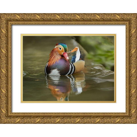 Mandarin Duck Male IV Gold Ornate Wood Framed Art Print with Double Matting by Fitzharris, Tim