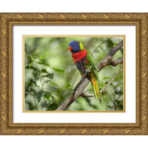 Rainbow Lory Green Naped Lory Gold Ornate Wood Framed Art Print with Double Matting by Fitzharris, Tim