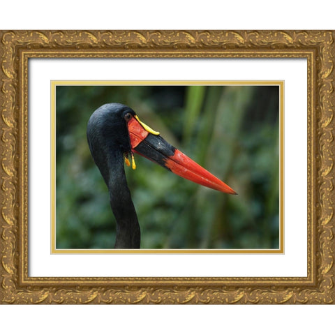 Saddle-billed Stork-Kenya I Gold Ornate Wood Framed Art Print with Double Matting by Fitzharris, Tim