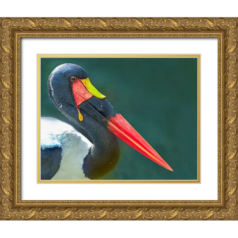 Saddle-billed Stork-Kenya II Gold Ornate Wood Framed Art Print with Double Matting by Fitzharris, Tim