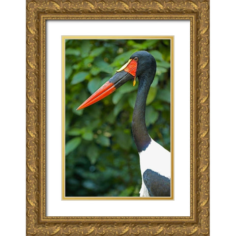 Saddle-billed Stork-Kenya III Gold Ornate Wood Framed Art Print with Double Matting by Fitzharris, Tim