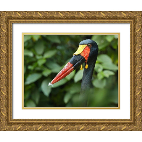 Saddle-billed Stork-Kenya IV Gold Ornate Wood Framed Art Print with Double Matting by Fitzharris, Tim