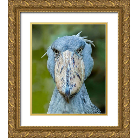 Shoe-billed Stork I Gold Ornate Wood Framed Art Print with Double Matting by Fitzharris, Tim