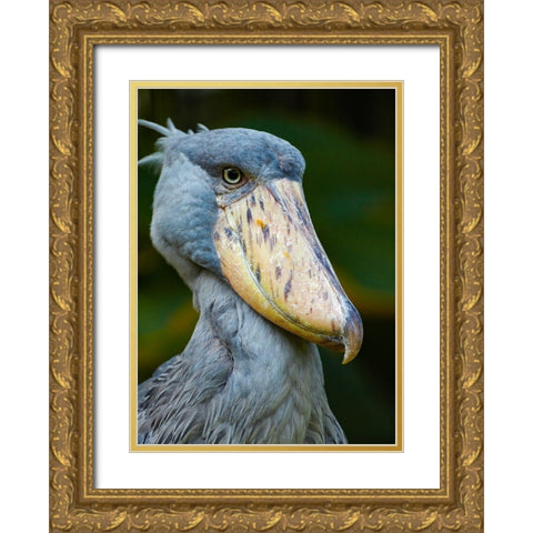 Shoe-billed Stork II Gold Ornate Wood Framed Art Print with Double Matting by Fitzharris, Tim