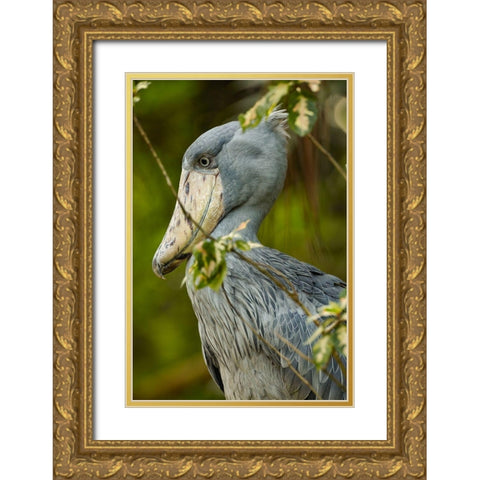 Shoe-billed Stork IV Gold Ornate Wood Framed Art Print with Double Matting by Fitzharris, Tim