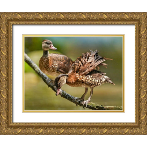 White Spotted Tree Ducks Gold Ornate Wood Framed Art Print with Double Matting by Fitzharris, Tim
