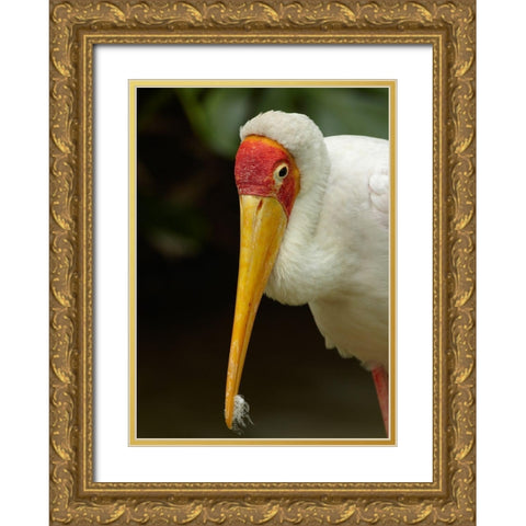 Yellow-billed Stork Gold Ornate Wood Framed Art Print with Double Matting by Fitzharris, Tim