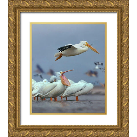 White Pelicans at Bolivar Flats-Texas Gold Ornate Wood Framed Art Print with Double Matting by Fitzharris, Tim