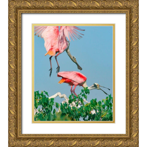 Roseate Spoonbills-HIgh Island-Texas USA Gold Ornate Wood Framed Art Print with Double Matting by Fitzharris, Tim