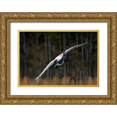 Trumpeter Swan-Arkansas I Gold Ornate Wood Framed Art Print with Double Matting by Fitzharris, Tim