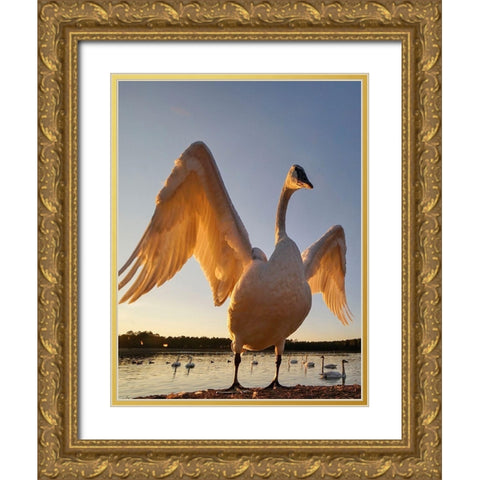 Trumpeter Swan-Magness Lake-Arkansas II Gold Ornate Wood Framed Art Print with Double Matting by Fitzharris, Tim