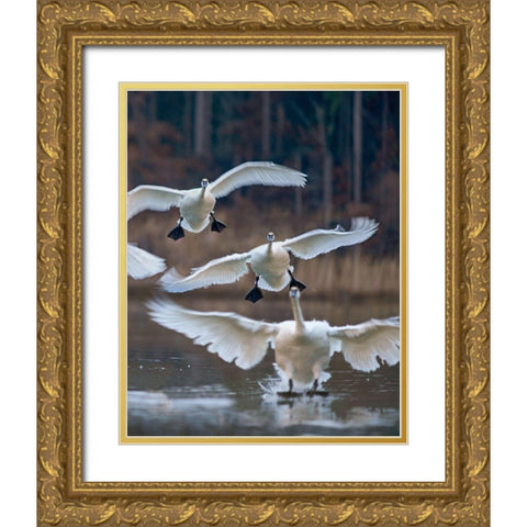 Trumpeter Swans Landing on Magness Lake-Arkansas II Gold Ornate Wood Framed Art Print with Double Matting by Fitzharris, Tim