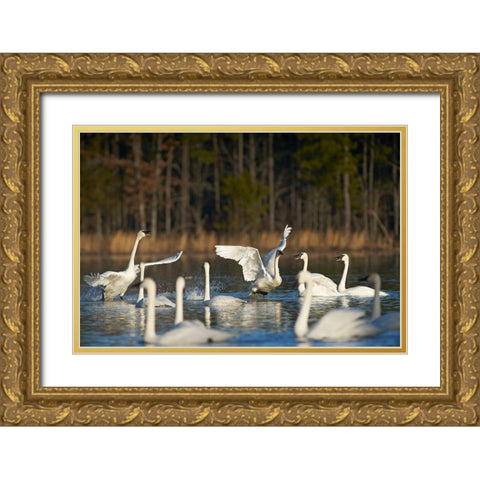 Trumpeter Swans Social Behaviour-Magness Lake-Arkansas Gold Ornate Wood Framed Art Print with Double Matting by Fitzharris, Tim