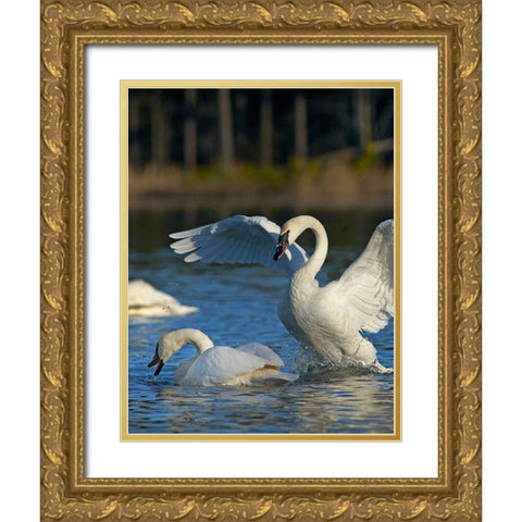 Trumpeter Swans Pair-Arkansas Gold Ornate Wood Framed Art Print with Double Matting by Fitzharris, Tim