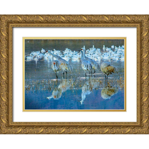 Sandhill Cranes-Bosque del Apache National Wildlife Refuge-New Mexico I Gold Ornate Wood Framed Art Print with Double Matting by Fitzharris, Tim