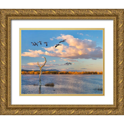 Snow Geese-Bosque del Apache National Wildlife Refuge-New Mexico II Gold Ornate Wood Framed Art Print with Double Matting by Fitzharris, Tim