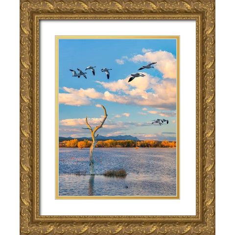 Snow Geese-Bosque del Apache National Wildlife Refuge-New Mexico III Gold Ornate Wood Framed Art Print with Double Matting by Fitzharris, Tim