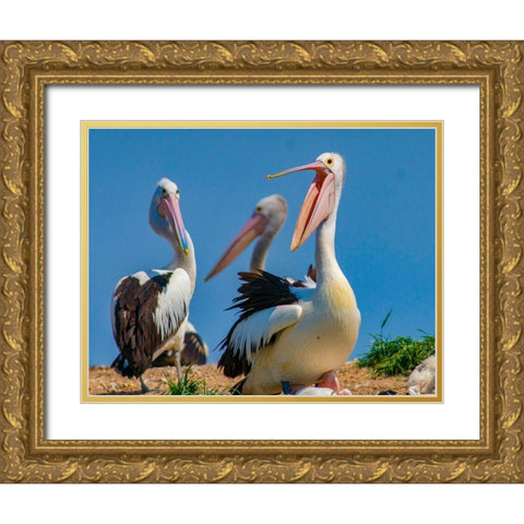 Australian Pelican Colony-Penguin Island-Australia III Gold Ornate Wood Framed Art Print with Double Matting by Fitzharris, Tim