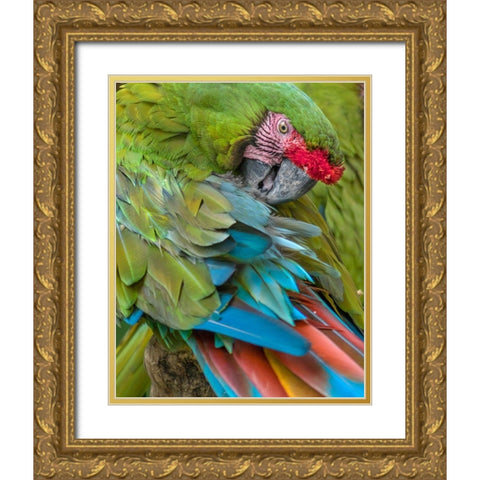 Blue Macaw Preening I Gold Ornate Wood Framed Art Print with Double Matting by Fitzharris, Tim