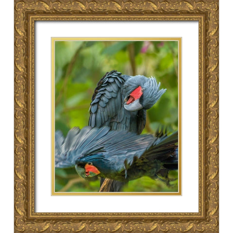 Giant Palm Cockatoos-Indonesia Gold Ornate Wood Framed Art Print with Double Matting by Fitzharris, Tim