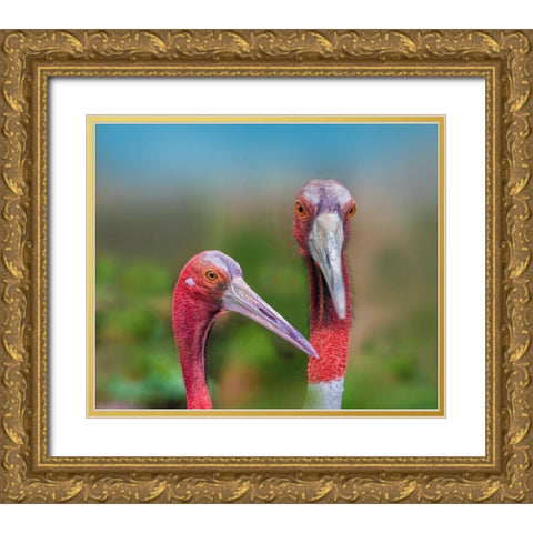 Indian Cranes Gold Ornate Wood Framed Art Print with Double Matting by Fitzharris, Tim