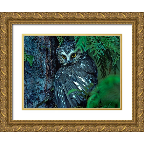 Northern Saw-whet Owl Mantling Prey British Columbia Gold Ornate Wood Framed Art Print with Double Matting by Fitzharris, Tim