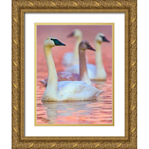 Trumpeter Swans at Twilight-Arkansas II Gold Ornate Wood Framed Art Print with Double Matting by Fitzharris, Tim