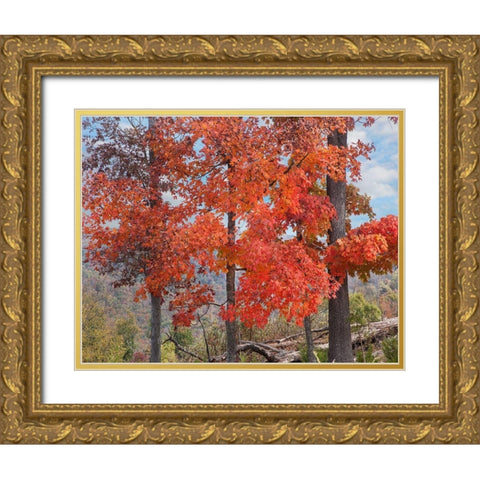 Red Maples-Ponca Wilderness-Arkansas Gold Ornate Wood Framed Art Print with Double Matting by Fitzharris, Tim