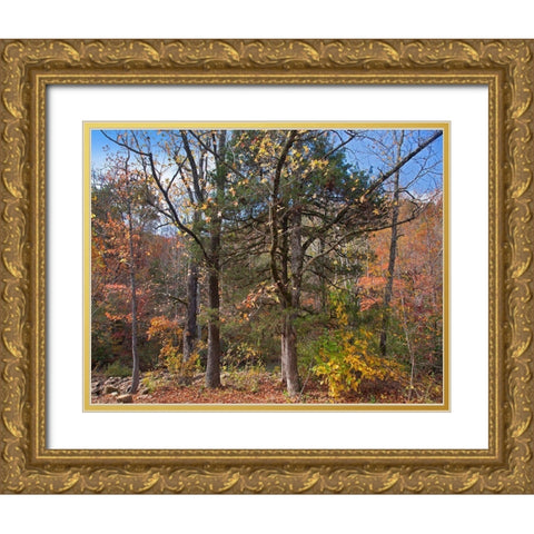 Ozark St Francis National Forest-Arkansas Gold Ornate Wood Framed Art Print with Double Matting by Fitzharris, Tim