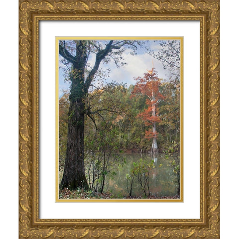 White River-White River National Wildlife Refuge-Arkansas Gold Ornate Wood Framed Art Print with Double Matting by Fitzharris, Tim